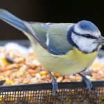 Quelle nourriture pour les oiseaux exotiques ?