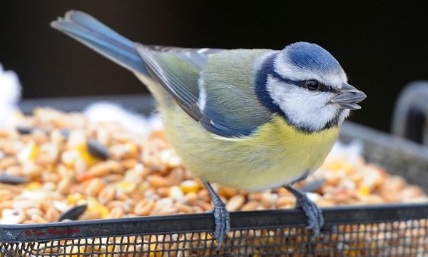 Quelle nourriture pour les oiseaux exotiques ?