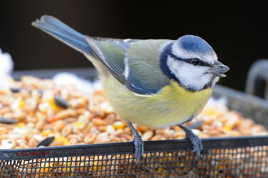Quelle nourriture pour les oiseaux exotiques ?