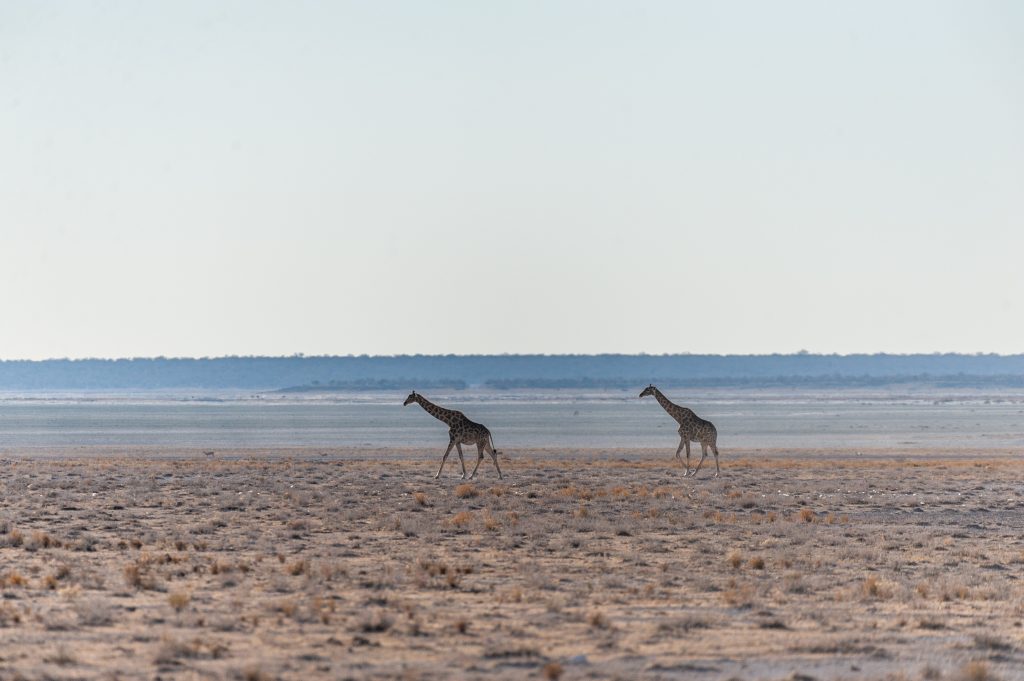 Grand angle giraffes Namibie