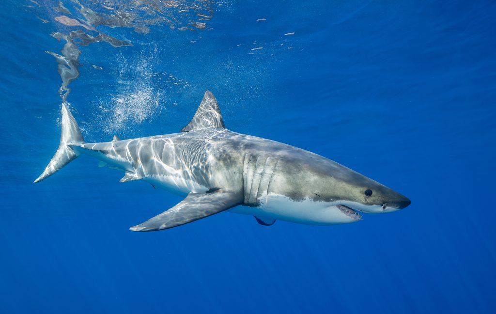 Grand requin blanc
