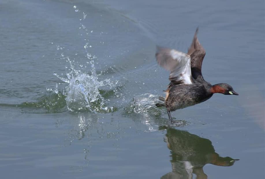 grèbe sur l'eau