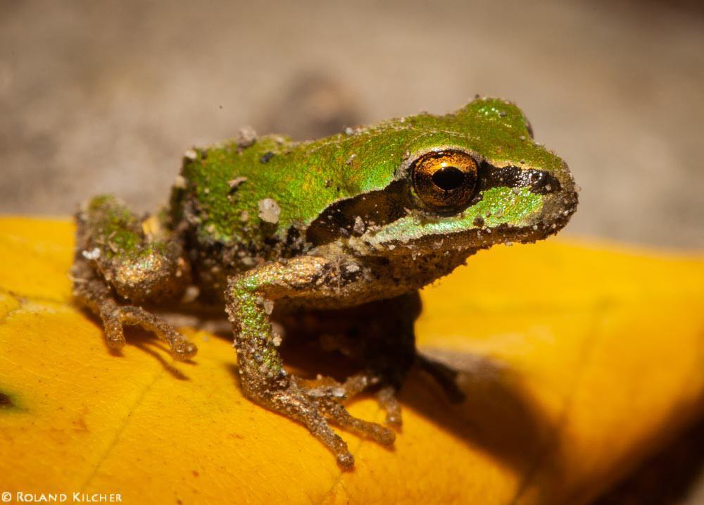 grenouille rainette du pacifique