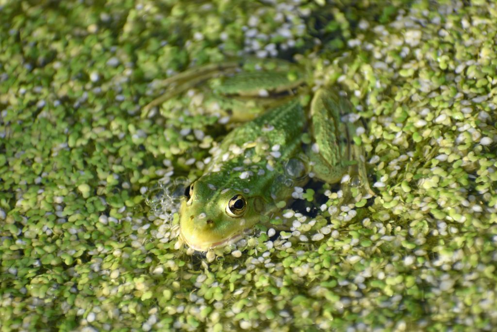Grenouille