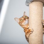 Comment choisir un griffoir pour son chat ?