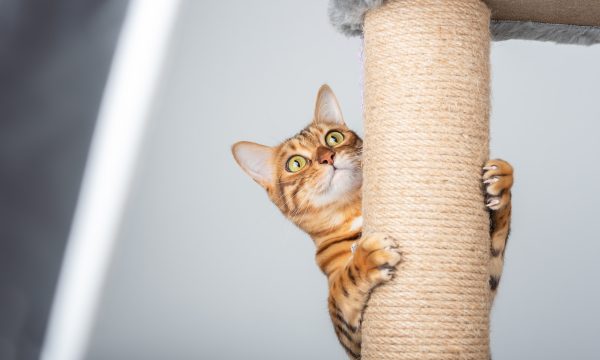 Comment choisir un griffoir pour son chat ?