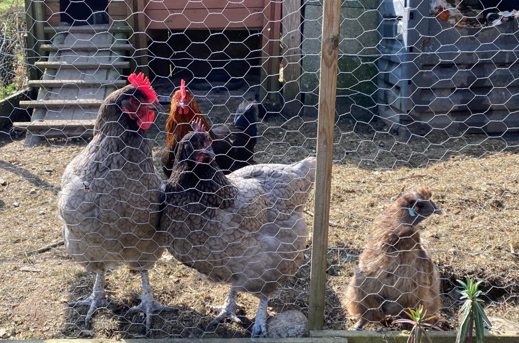 Poules derrière le grillage de l'enclos