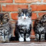 Quelle race de chat me convient ?