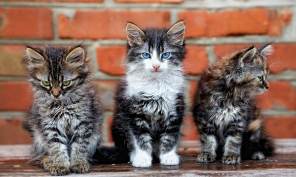 Quelle race de chat me convient ?
