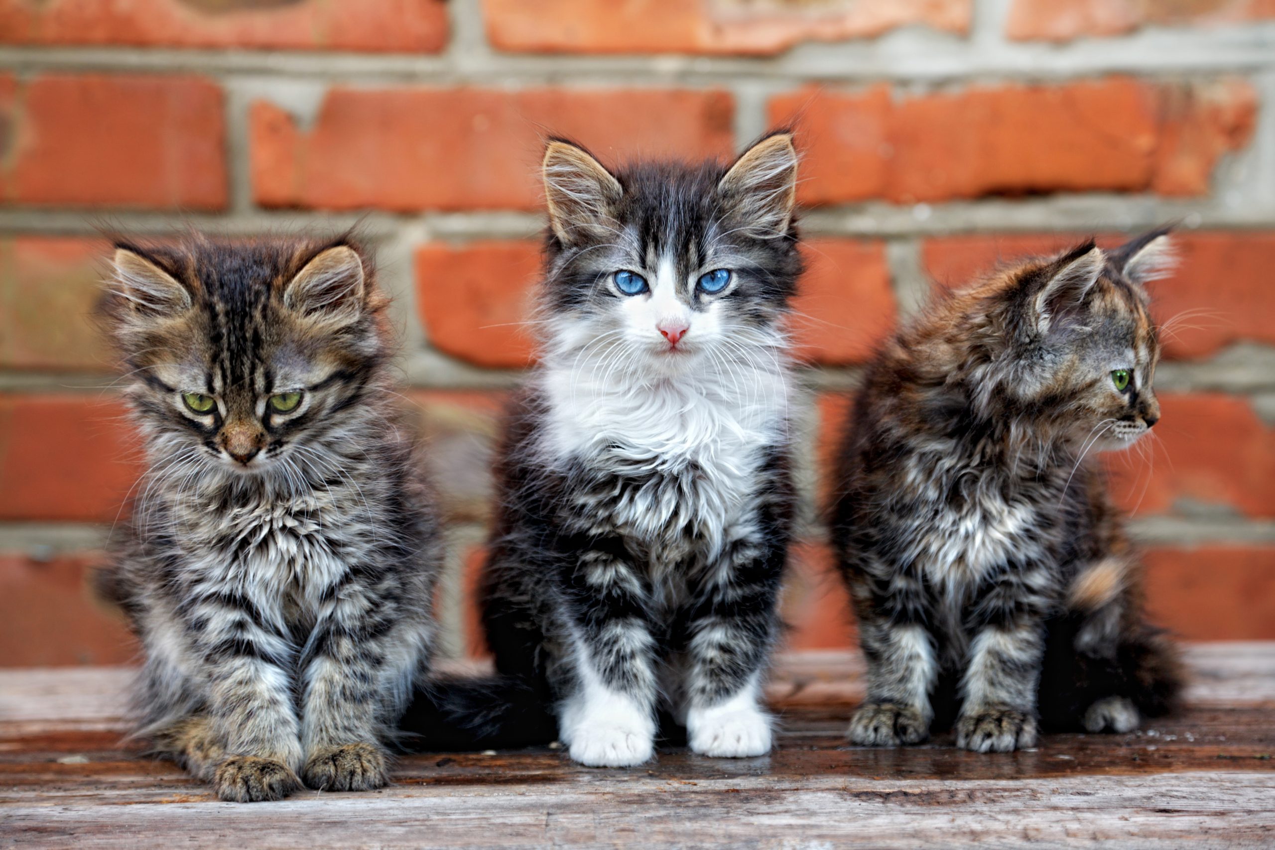 Quelle Race De Chat Choisir Autour Des Animaux