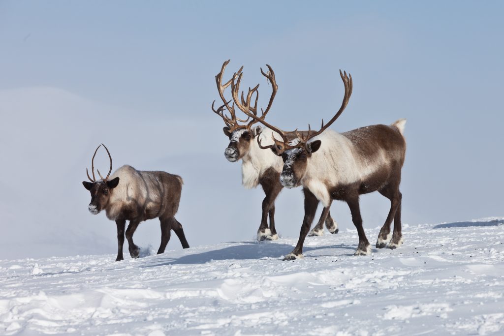 Groupe de caribous