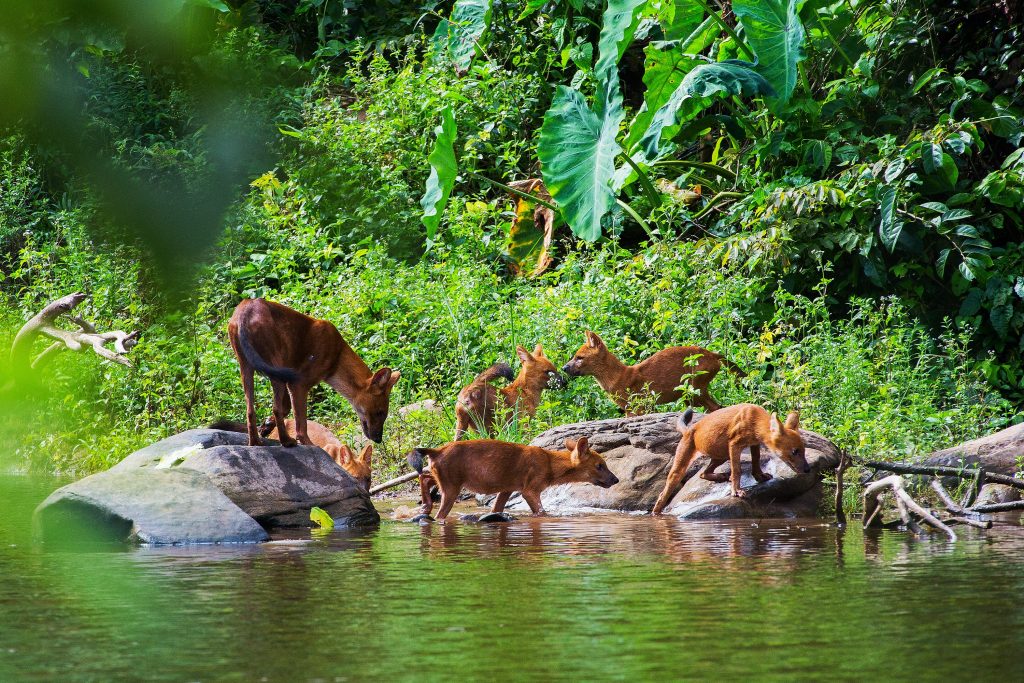 Groupe de dholes en train de boire dans la nature