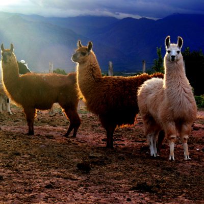Quelles différences entre un Lama et un Alpaga ?