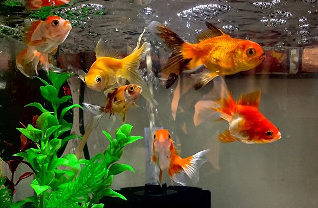 groupe de poissons rouges dans aquarium