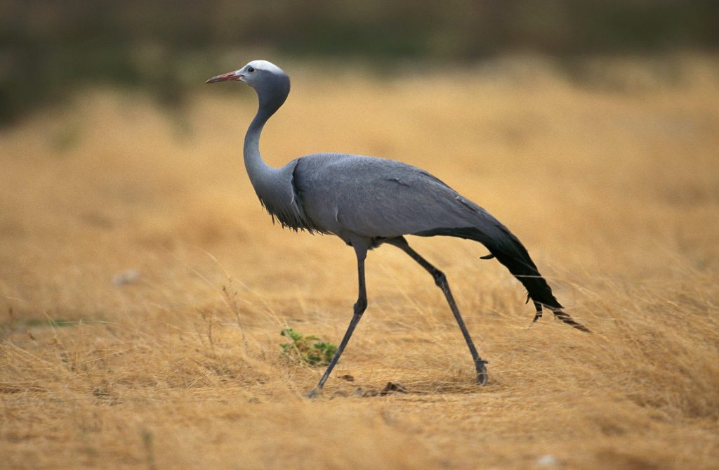 Grues d'Afrique du Sud