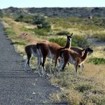 Argentine : Quels animaux voir durant votre voyage ?