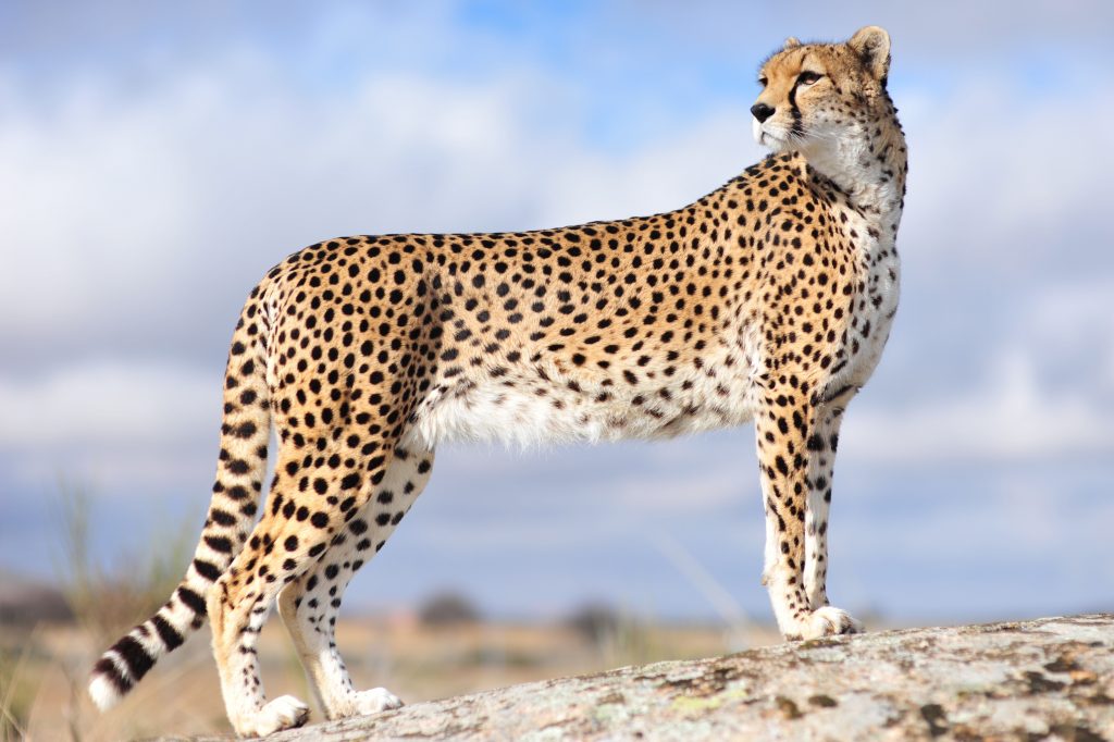 Guépard