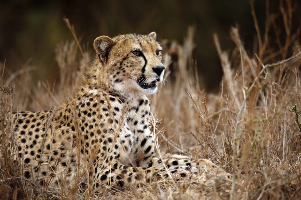guépard