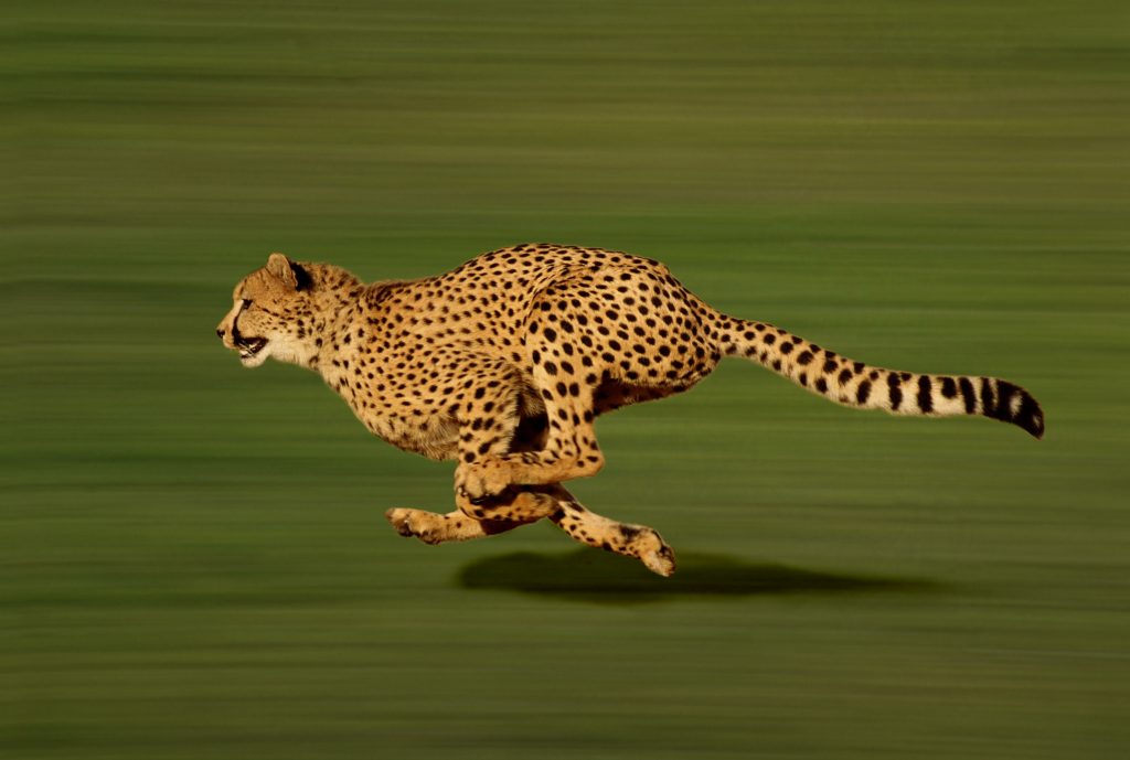 Guépard en course