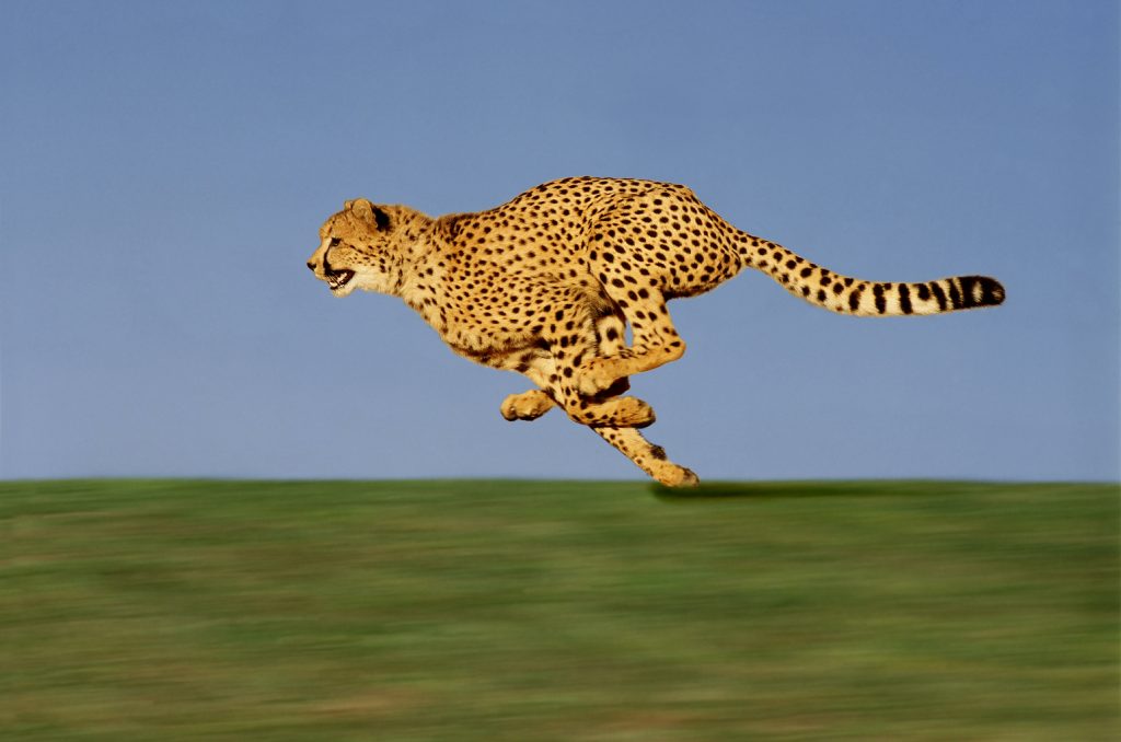 Guépard en pleine course