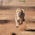 Le Guépard : l’animal terrestre le plus rapide du monde