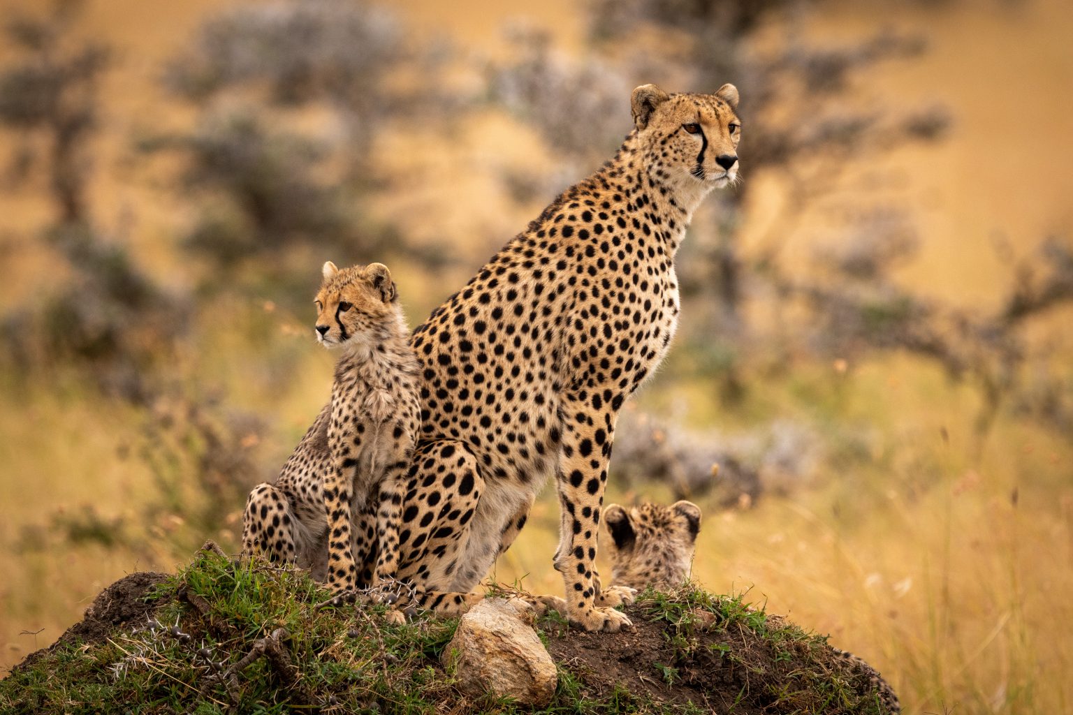 Top 10 Animaux les plus beaux du Monde