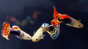 Poissons compatibles avec le Guppy : 6 espèces à découvrir