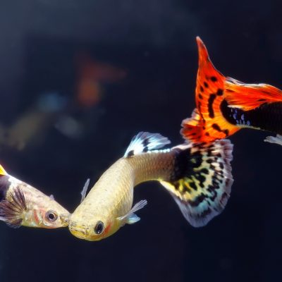 6 poissons compatibles avec le Guppy