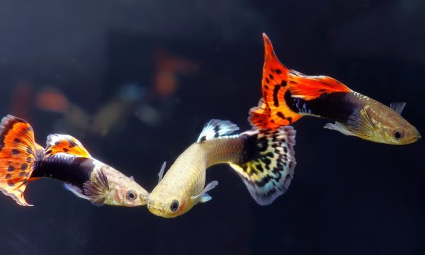 Poissons compatibles avec le Guppy : 6 espèces à découvrir
