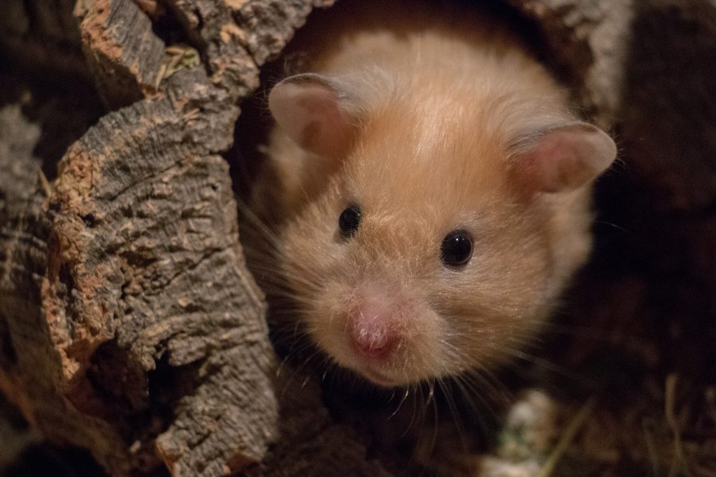 Hamster dans sa cage
