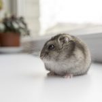 Maladies du hamster : symptômes et traitements