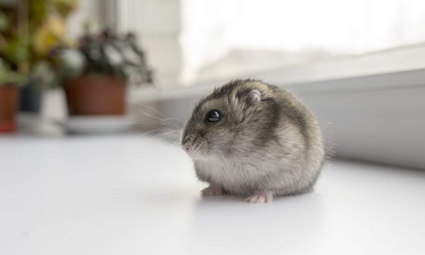 Maladies du hamster : symptômes et traitements