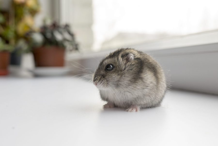 Maladies du hamster : symptômes et traitements