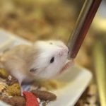 Les besoins en eau du hamster