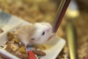 Les besoins en eau du hamster
