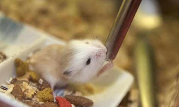 Les besoins en eau du hamster
