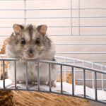 Quelle race de hamster choisir ?