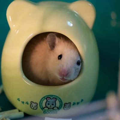 Cage du hamster : la choisir et bien l’aménager