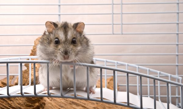 Quelle race de hamster choisir ?