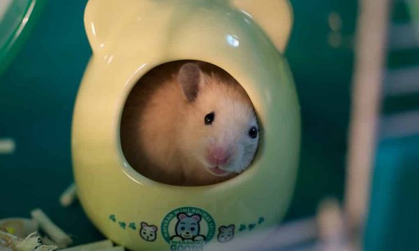 Cage du hamster : la choisir et bien l’aménager