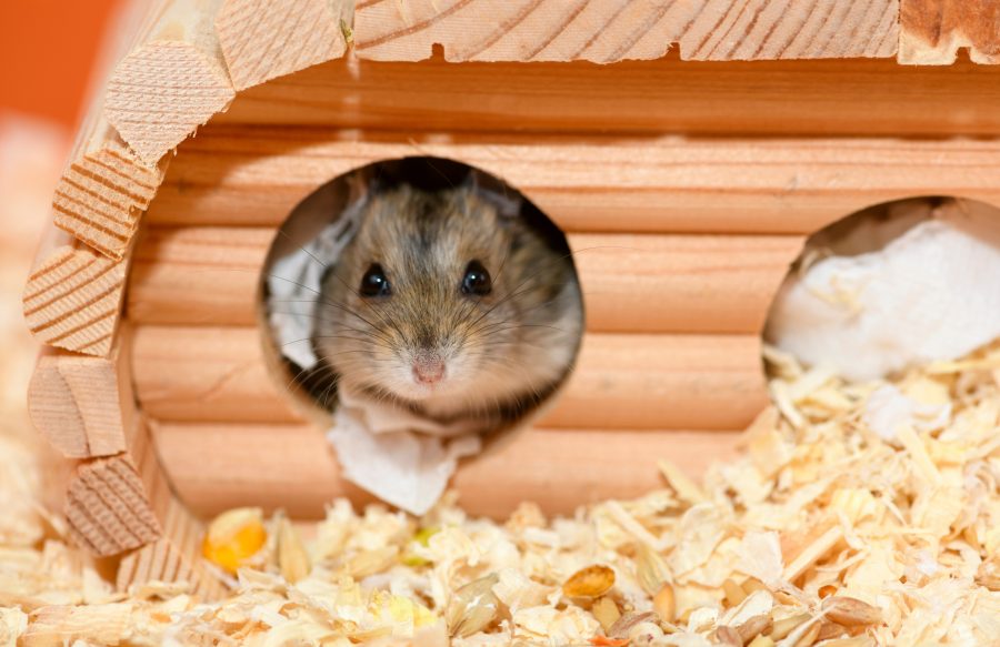 Races et espèces de hamsters