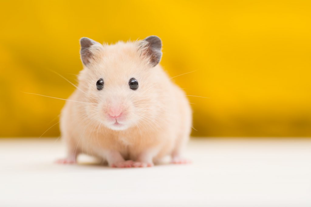 Hamster doré