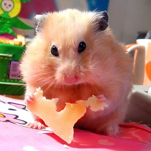 hamster mange du fromage
