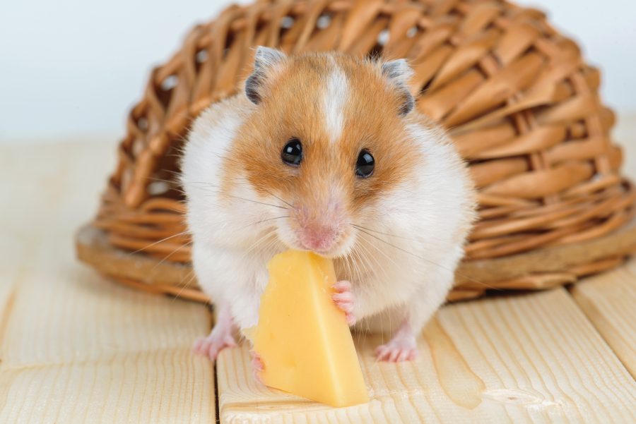 Alimentation du hamster