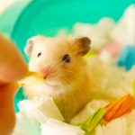 Nourriture pour Hamster : comment bien nourrir ce rongeur ?