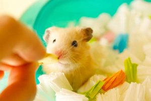 Nourriture pour Hamster : comment bien nourrir ce rongeur ?