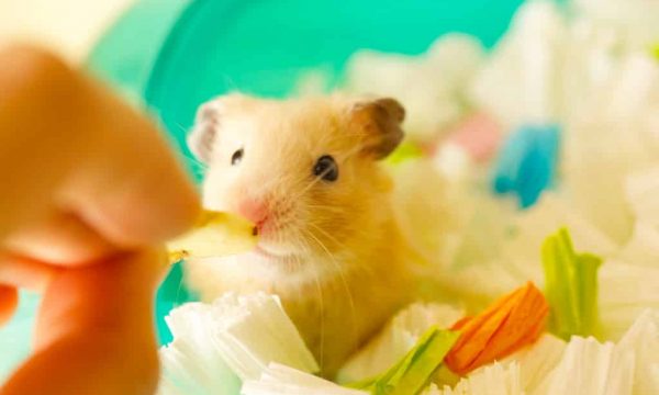 Nourriture pour Hamster : comment bien nourrir ce rongeur ?