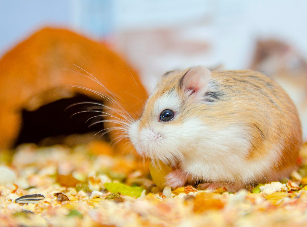 hamster de Roborovski