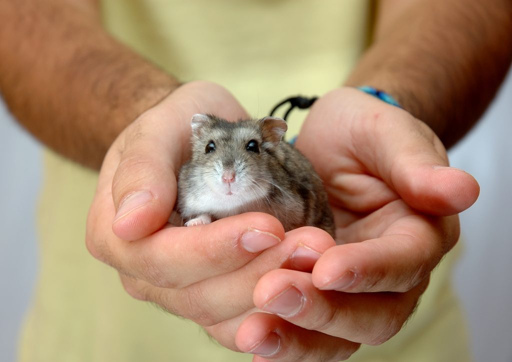 Hamster Russe