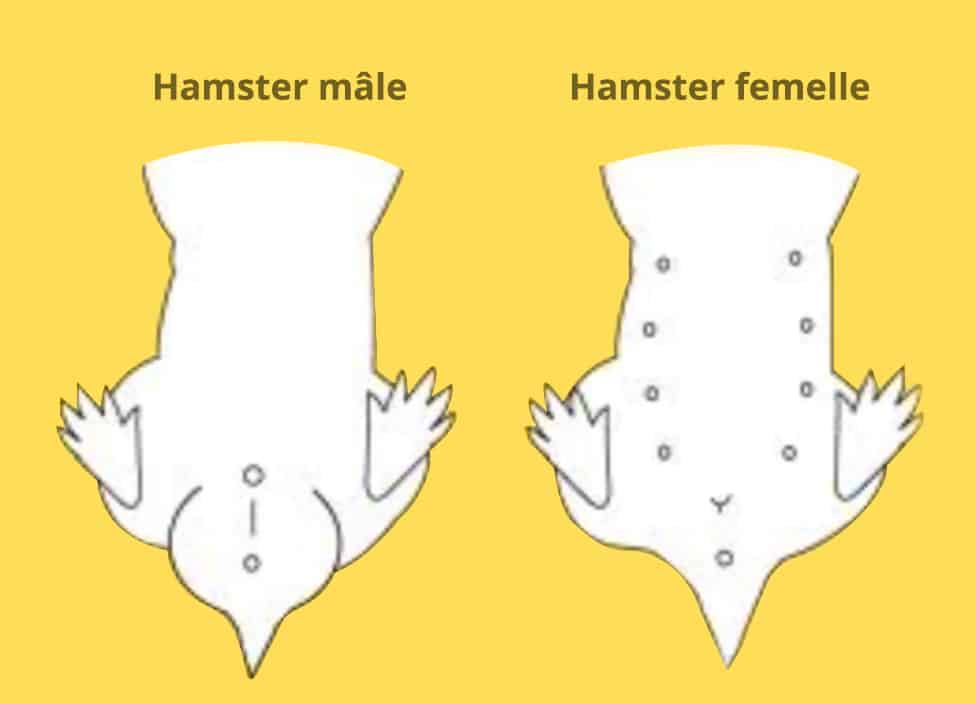 hamster male et femelle schéma